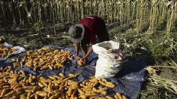 un agricultor trabajador. los agricultores secan el maíz cosechado al sol. agricultores tradicionales indonesios. video