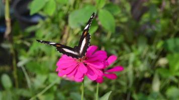 un papillon perché sur une fleur épanouie. papillon sur fleur de zinnia. video