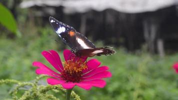 un papillon perché sur une fleur épanouie. papillon sur fleur de zinnia. video