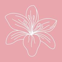 Hand drawn lily. Beautiful delicate lily. Vector illustration.