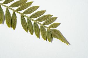 Jacaranda mimosifolia leaf on white background photo