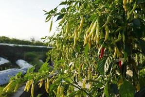 Chili trees thrive in Indonesia photo