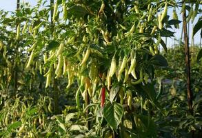 Chili trees thrive in Indonesia photo