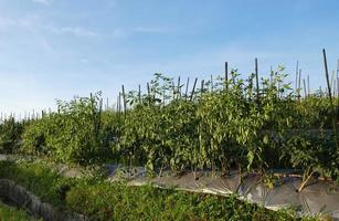 Chili trees thrive in Indonesia photo