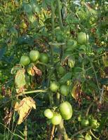 Tomato trees thrive in Indonesia photo