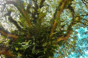 vista inferior del árbol alto y viejo de banyan en . tiro de ángulo bajo de un árbol banyan, en la mañana foto