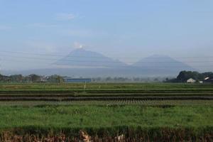 Ducks and geese in the rice fields photo