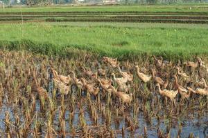 Ducks and geese in the rice fields photo