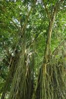 vista inferior del árbol alto y viejo de banyan en . tiro de ángulo bajo de un árbol banyan, en la mañana foto