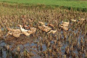 Ducks and geese in the rice fields photo