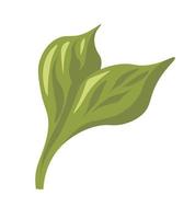 Spring leaf and foliage, summer branch vegetable vector