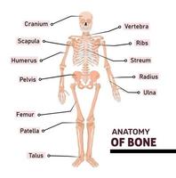 Anatomy of human Bone with name of all parts. Diagram or illustration with labeling of skeleton vector