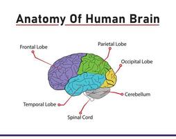 Anatomy of human Brain with name of all parts like Spinal cord, lobes, cerebellum in Diagram form illustration vector