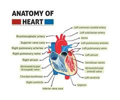 Anatomía de la ilustración del vector del corazón. estructura y diagrama con etiquetado