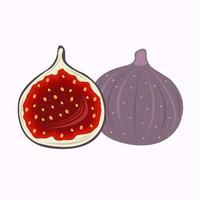 Fig vector illustration for graphic design and decorative element