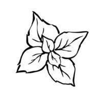 Hand drawn mint leaves from high view point monochrome outline illustration, pepermint vector drawing.