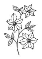 Clematis vector illustration hand drawn in sketch style