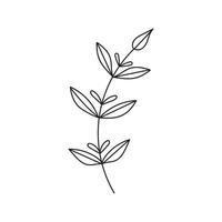 Hand drawn branch with leaves vector