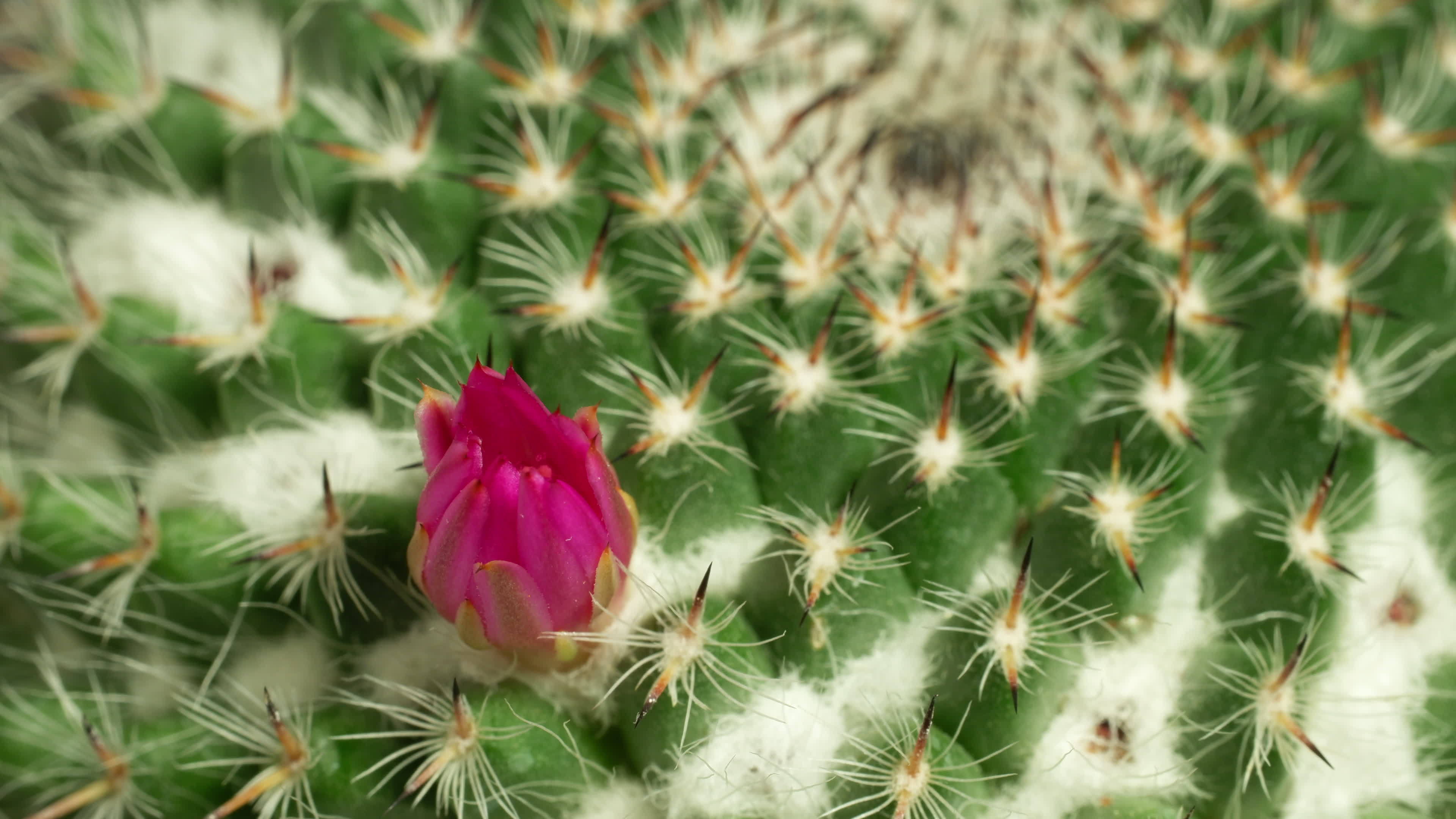 Astonishing Daisy Bloom Time Lapse: Full Video Inside - p1y67wt