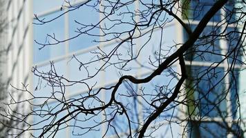 Tree Branches and the Business Tower Building video