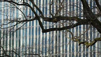 ramas de los árboles y el edificio de la torre de negocios video