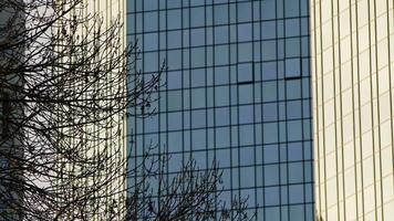 ramas de los árboles y el edificio de la torre de negocios video