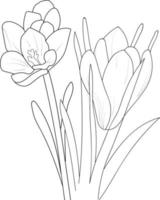 Flowers branch of saffron flower Hand drawing  vector illustration Vintage design elements bouquet floral natural collection