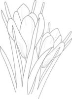 aislar safforin crocus flores dibujadas a mano libro para colorear y página para niños vector