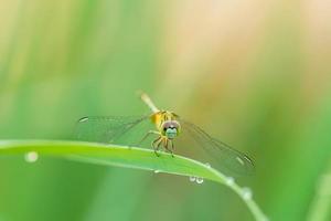 Dragonfly in nature on green blur background photo