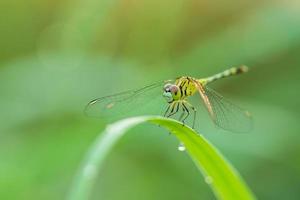 Dragonfly in nature on green blur background photo