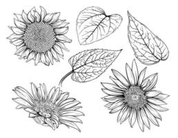 girasoles monocromáticos dibujados a mano. contorno de girasol, arte de línea de girasol, dibujo de línea floral, ilustración de vector de girasoles en blanco y negro