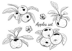 Hand drawn monochrome apples, apple tree flowers and leaves. Apple outline, apple line drawing, apples graphic drawing, apples black and white vector illustration