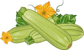 composition with fresh green zucchini with leaves and flowers on a transparent background. botanical realistic squash fruit illustration vector