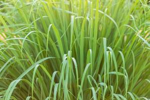 Green leaf of lemongrass in the garden at morning time with water drop and sunlight photo