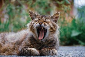 beautiful stray cat portrait looking at the camera photo