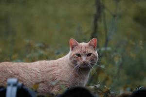 hermoso retrato de gato callejero mirando a la cámara foto