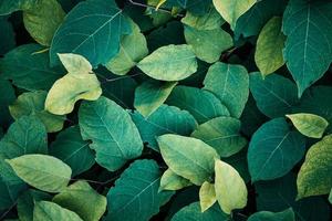 green plant leaves in the nature in springtime, green background photo