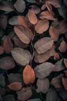 brown plant leaves in the nature in autumn season, brown background photo