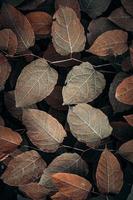 brown plant leaves in the nature in autumn season, brown background photo