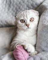 un lindo gatito atigrado se sienta con madejas de hilo en el sofá. lindo gatito scottish fold y ovillos de lana