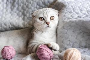un lindo gatito atigrado se sienta con madejas de hilo en el sofá. lindo gatito scottish fold y ovillos de lana