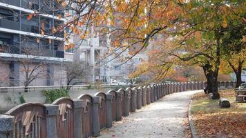 herfst boom met bladeren kleur veranderd in de park met winderig blazen onder herfst dag in Japan video