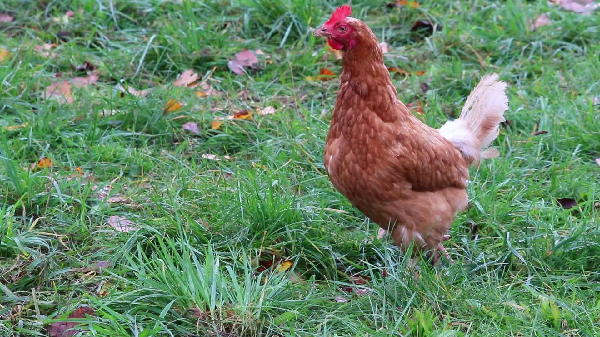 Chicken Run Stock Video Footage for Free Download