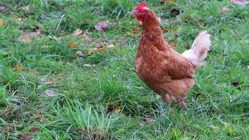 Free-range chicken farm with organic poultry and happy chicken husbandry shows happy hens running free on green meadow with brown feathers and red heads in domestic livestock species appropriate farm video