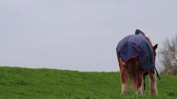 paard wandelen vredig in rustig landschap met paard eigenaar in idyllisch voet pad Aan regenachtig dag met grijs lucht tonen paard: rijden en recreatief vrije tijd activiteiten met kalmte paard in ruiter sport video