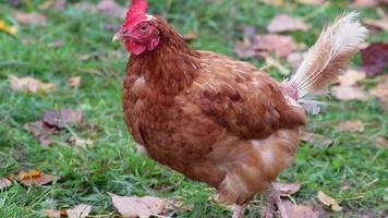 Misshandeltes Huhn auf Freilandhühnerfarm und Viehzucht zeigt schlechte Bedingungen in Form von fehlenden Federn Krankheit und Krankheiten von ungesundem Geflügel in artgerechter Haltung Probleme video