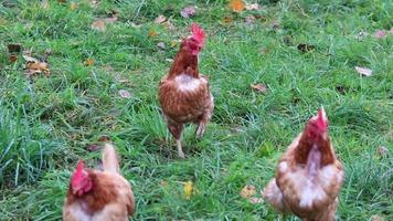 Free-range chicken farm with organic poultry and happy chicken husbandry shows happy hens running free on green meadow with brown feathers and red heads in domestic livestock species appropriate farm video