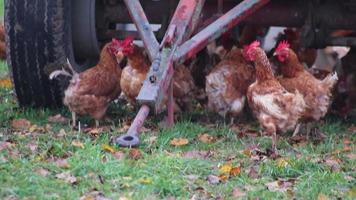 Free-range chicken farm with organic poultry and happy chicken husbandry shows happy hens running free on green meadow with brown feathers and red heads in domestic livestock species appropriate farm video