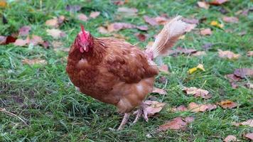 Mistreated chicken on free range chicken farm and stock breeding shows bad conditions in form of missing feathers sickness and diseases of unhealthy poultry in species inappropriate farming problems video