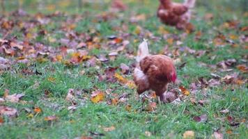 Misshandeltes Huhn auf Freilandhühnerfarm und Viehzucht zeigt schlechte Bedingungen in Form von fehlenden Federn Krankheit und Krankheiten von ungesundem Geflügel in artgerechter Haltung Probleme video